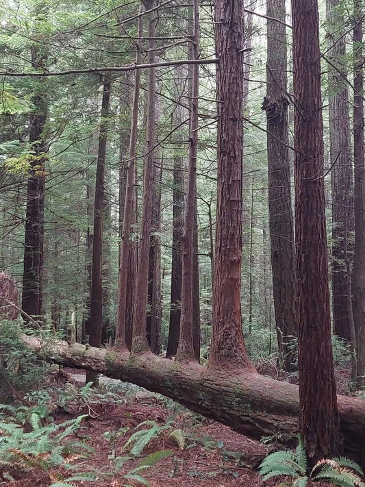 Redwood Trees In Northern California Forrest Nature Magnet Magnet