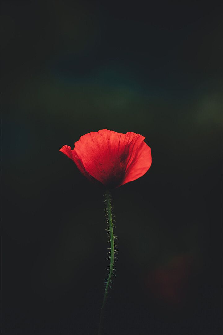 Red Flower On Black Background Art Wall Decor Jigsaw Puzzle