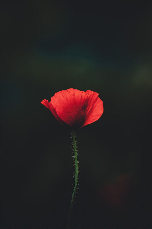 Red Flower On Black Background Art Wall Decor Jigsaw Puzzle