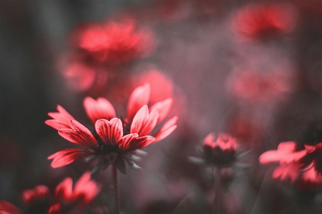 Red Flowers Unsharped Background Art Wall Decor Jigsaw Puzzle