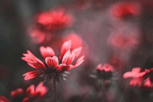 Red Flowers Unsharped Background Art Wall Decor Jigsaw Puzzle