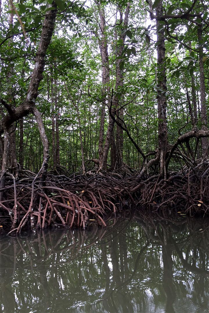 Red Mangrove Swamp Florida Nature Print Wall Art Home Decor Poster