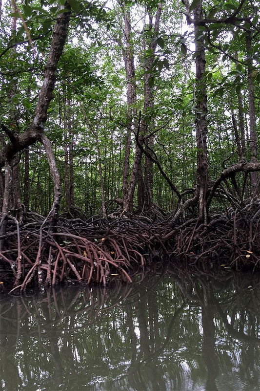 Red Mangrove Swamp Florida Nature Print Jigsaw Puzzle