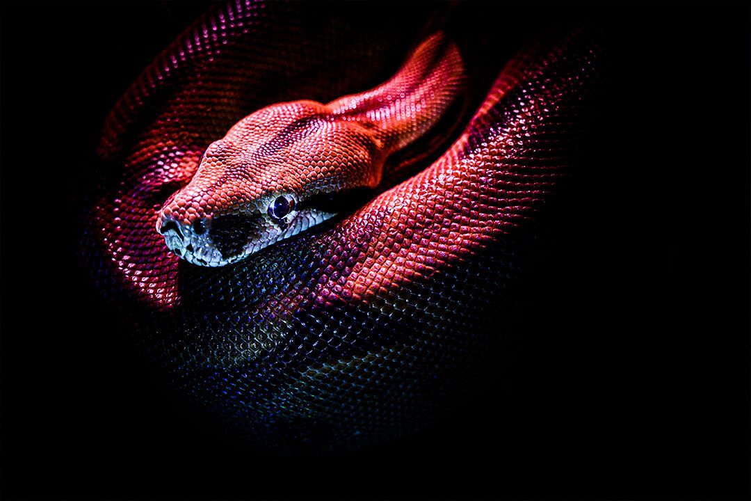 Red Snake On Black Background Art Wall Decor Jigsaw Puzzle