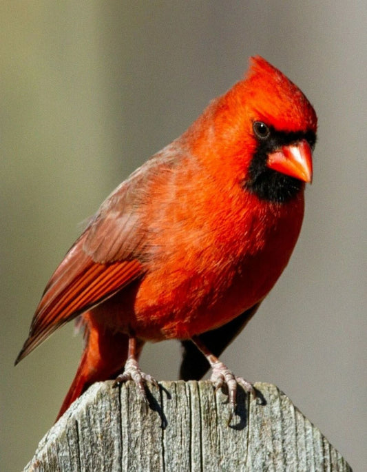 Red And Black Northern Cardinal Bird Perched On Gray Fence Picture Poster Photo