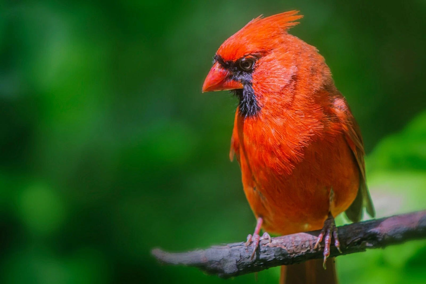 Red And Black Northern Cardinal Bird In Central Park Picture Poster Photo