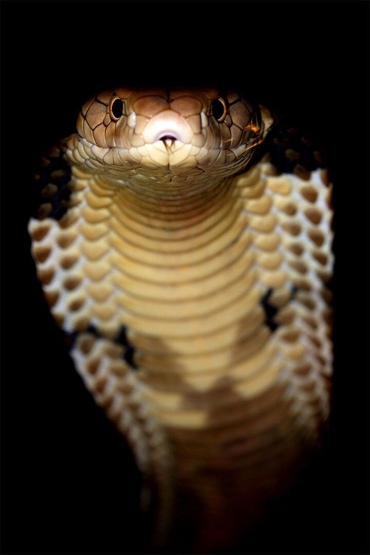 Reptile Snake Cobra Animal Wild Painting Jigsaw Puzzle