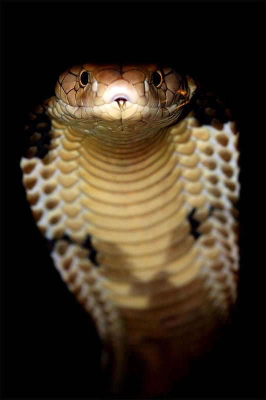 Reptile Snake Cobra Animal Wild Painting Jigsaw Puzzle