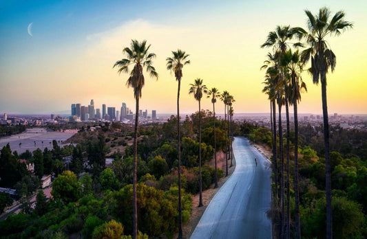 Road W Palm Trees & Los Angeles City California La Skyline Picture Poster Photo