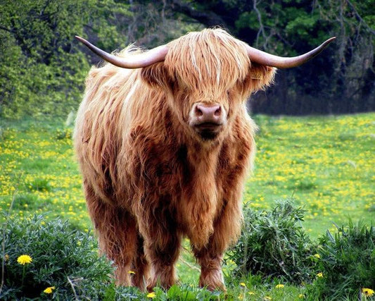 Scottish Highland Cow Glossy Keychain Print Keychain Brown Hairy Cattle