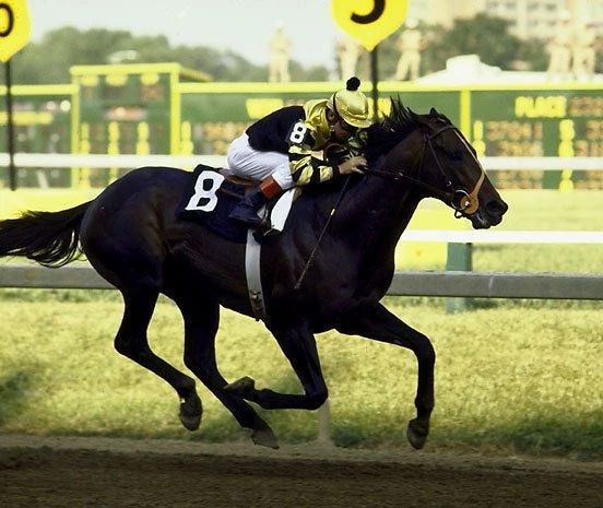 Seattle Slew Photo Horse Racing Picture Jockey Preakness 300 Piece Jigsaw Puzzle