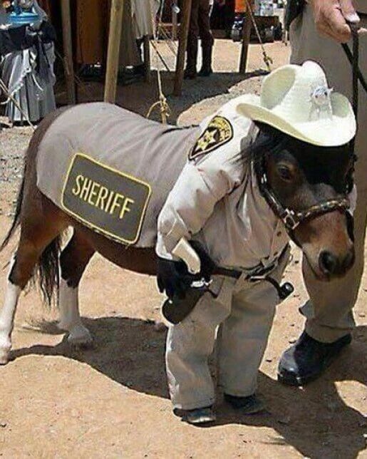 Sheriff Horse Photo Horse Racing Picture Funny