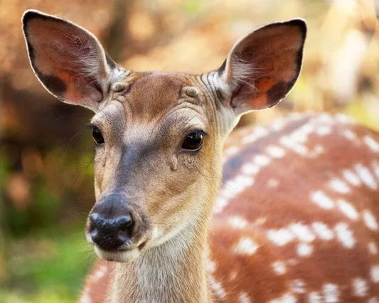 Sika Deer Glossy Keychain Print Keychain Wildlife Deer