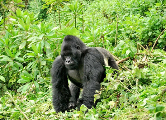 Silverback Gorilla Ape Classic Nature Wall Art Picture Magnet