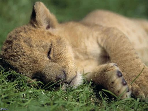 Sleeping Lion Cub Magnet Picture Magnet Beautiful Wild Adorable Nature
