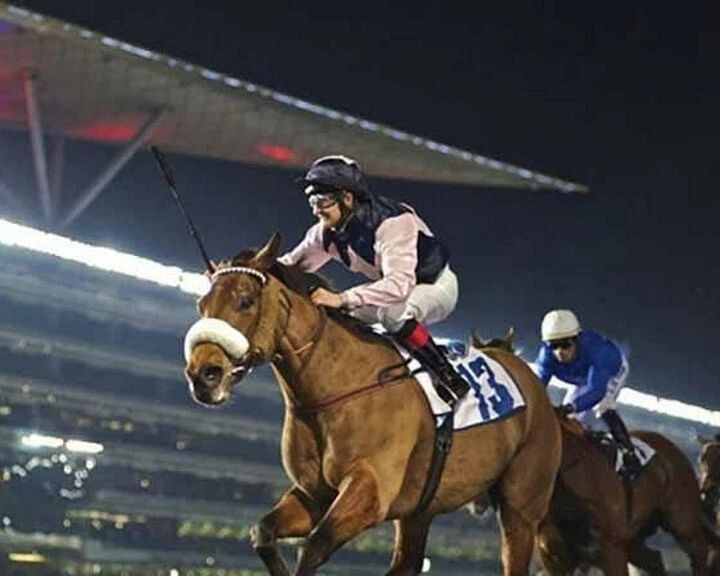 Snaafi Dancer Photo Horse Racing Picture Action