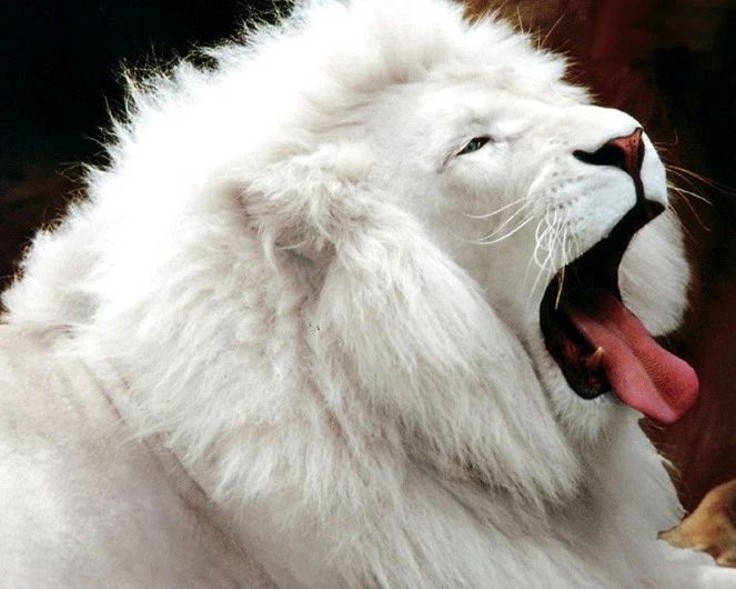 South African White Lion Glossy Photo Print Poster Nature Wildlife Yawning