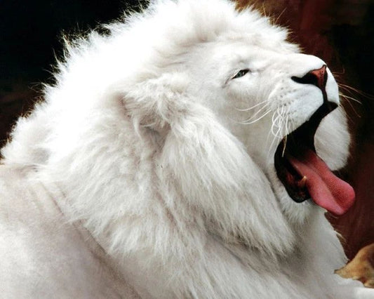 South African White Lion Glossy Keychain Keychain Nature Wildlife Yawning
