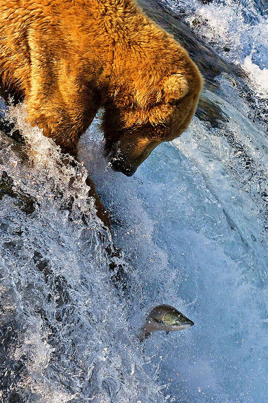 Salmon Jumping In Brooks Falls Nature Print Jigsaw Puzzle