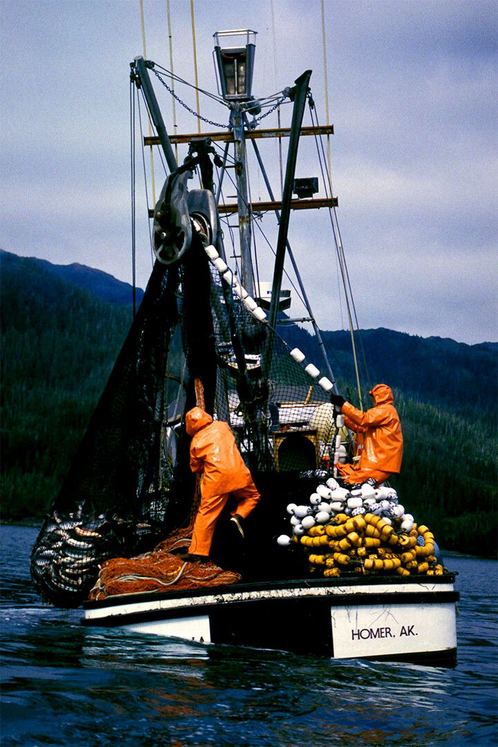 Salmon Saining In Alaska Print Jigsaw Puzzle