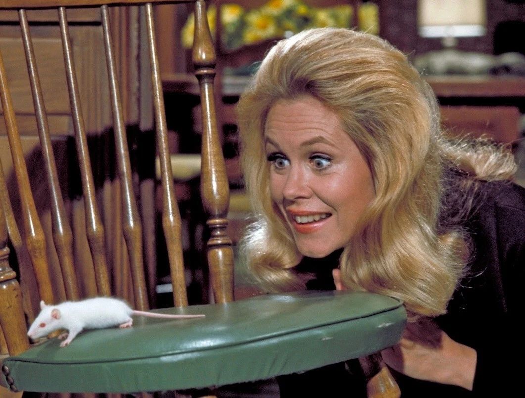 Samantha Turns Darrin Into A Mouse On Bewitched Picture Photo Print