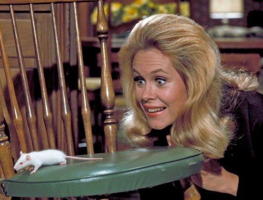 Samantha Turns Darrin Into A Mouse On Bewitched Picture Photo Print