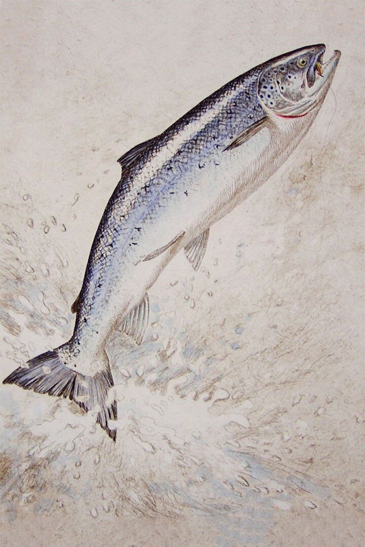 Scales Of A King Salmon Water Animals Vintage Jigsaw Puzzle