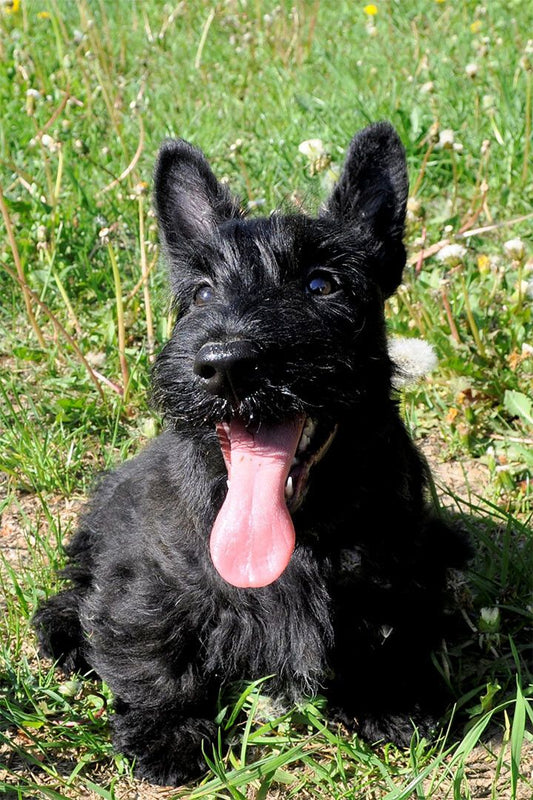Scottish Terrier Sunflower Animal Painting Print Jigsaw Puzzle