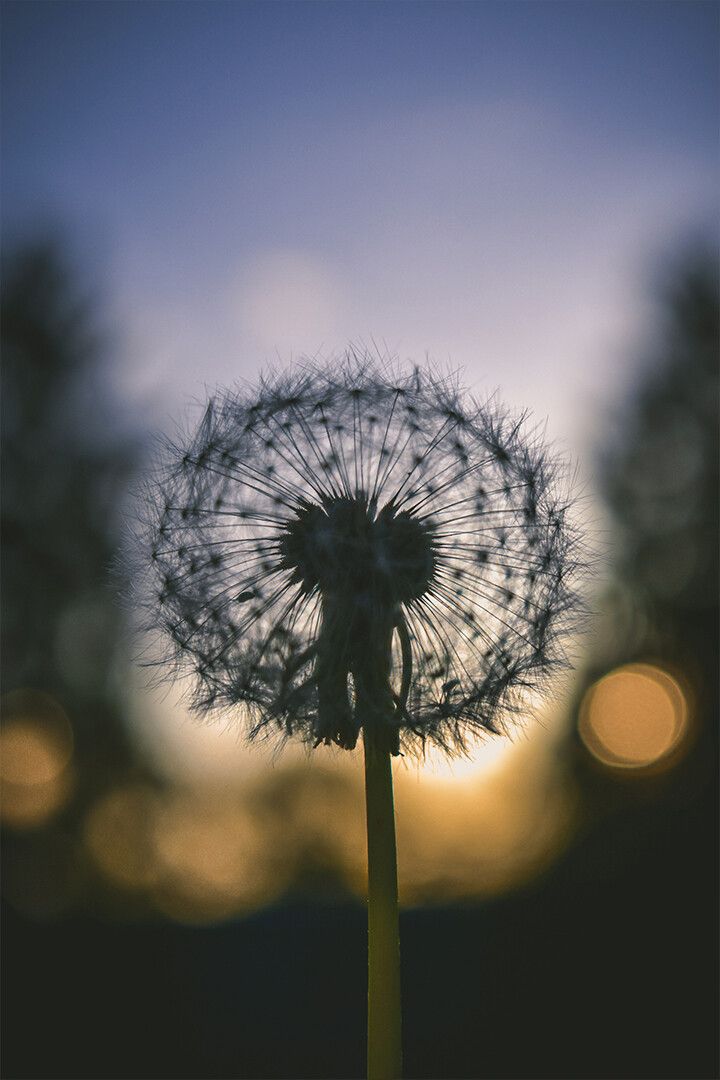 Selective Focus Of Dandelions Flowering Plant Art Wall Decor Jigsaw Puzzle