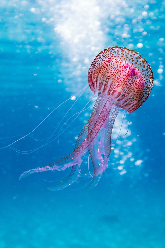 Shallow Focus Jigsaw Puzzle Of Red Floating Jellyfish Art Wall Decor Jigsaw Puzzle