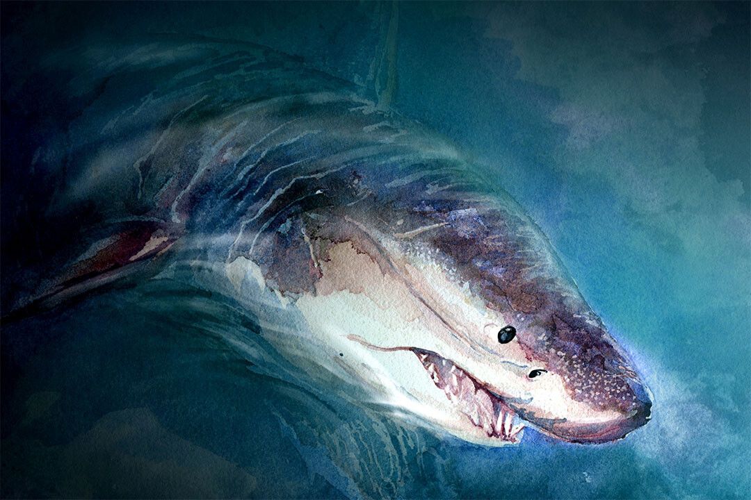 Shark Artistic Drawings Picture Chart Animals Gift Jigsaw Puzzle