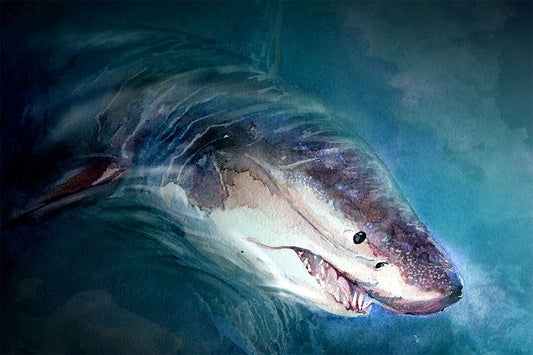 Shark Artistic Drawings Picture Chart Animals Gift Jigsaw Puzzle