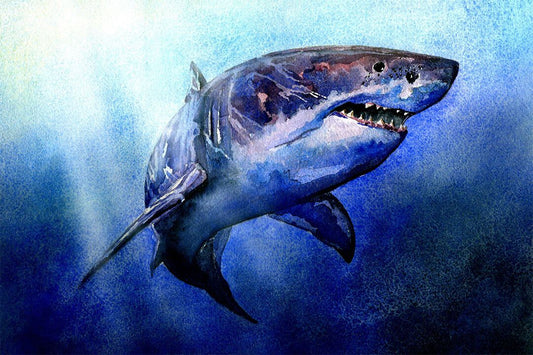 Shark Artistic Drawings Picture Chart Animals Jigsaw Puzzle