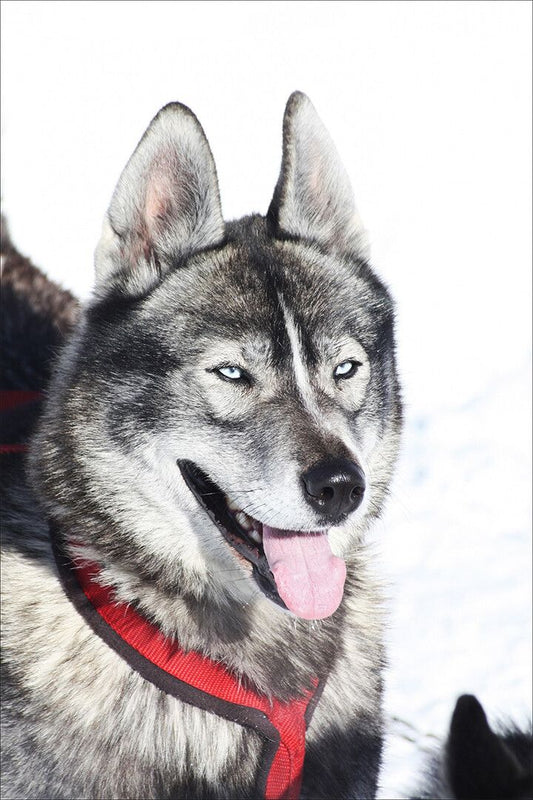 Siberian Husky Brown And White Dog Art Home Decor Jigsaw Puzzle