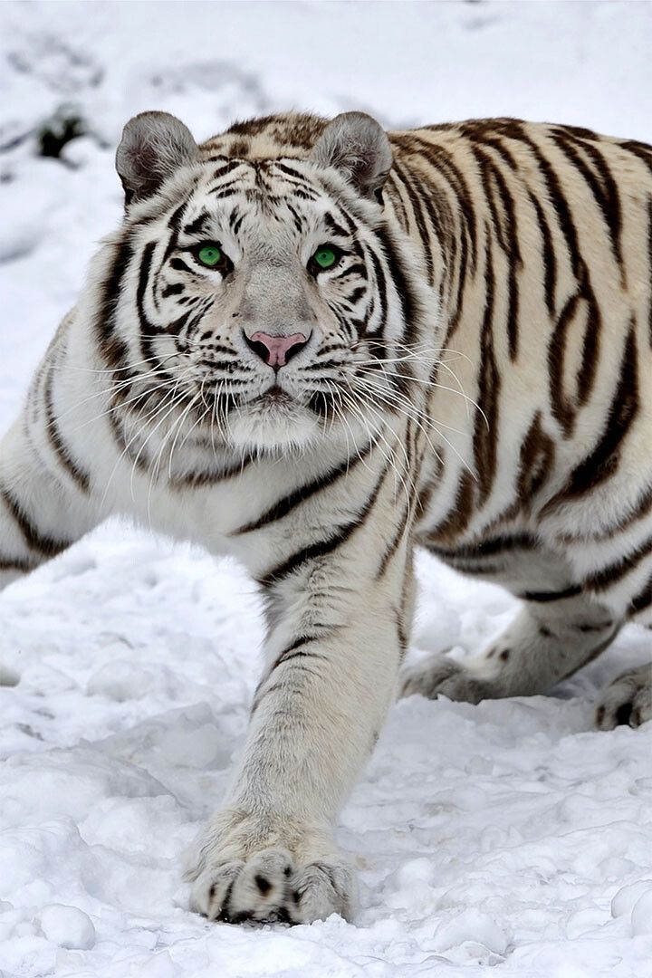 Siberian Tiger With Green Eyes White Snow Room Decor Jigsaw Puzzle