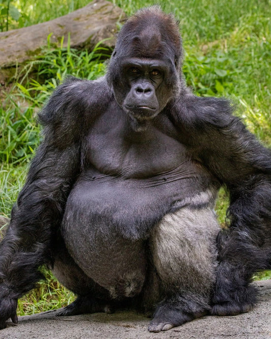Silverback Gorilla On A Rock At The Zoo Picture Magnet Magnet Banner Print Ape