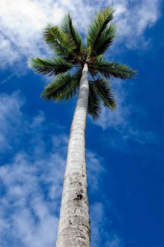 Simple Palm Tree Coastal Sky Landscape Print Painting Jigsaw Puzzle