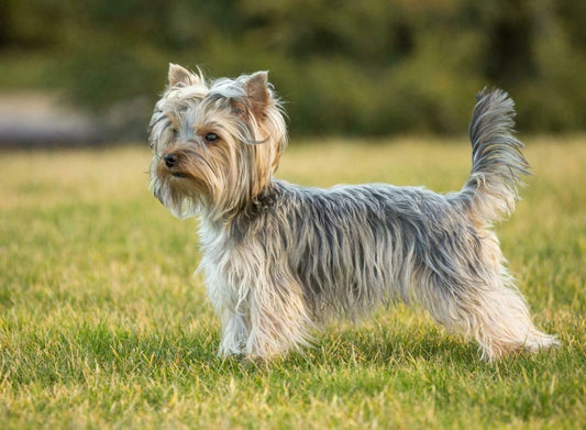 Small English Yorrkshire Terrier Dog Pet Poster Photo Picture Print