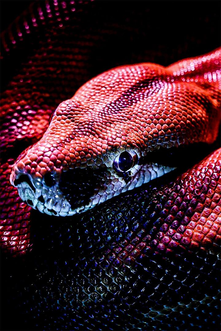Snake Psychedelic Cobra Animal Reptile Print Jigsaw Puzzle