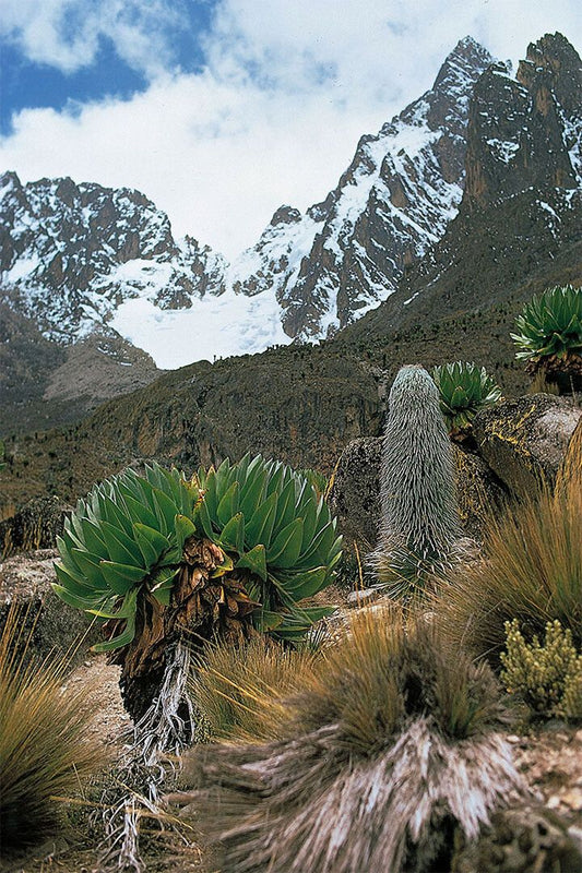 Snowy Mount Kenya Seen From Afar Painting Jigsaw Puzzle