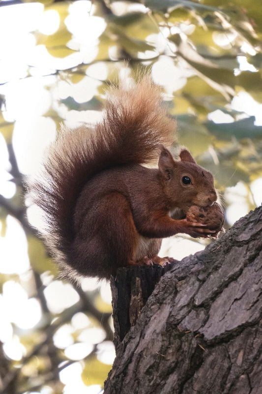 Squirrel Eating A Nut In A Tree Keychain Picture Keychain Cute Rodent Animal Tails