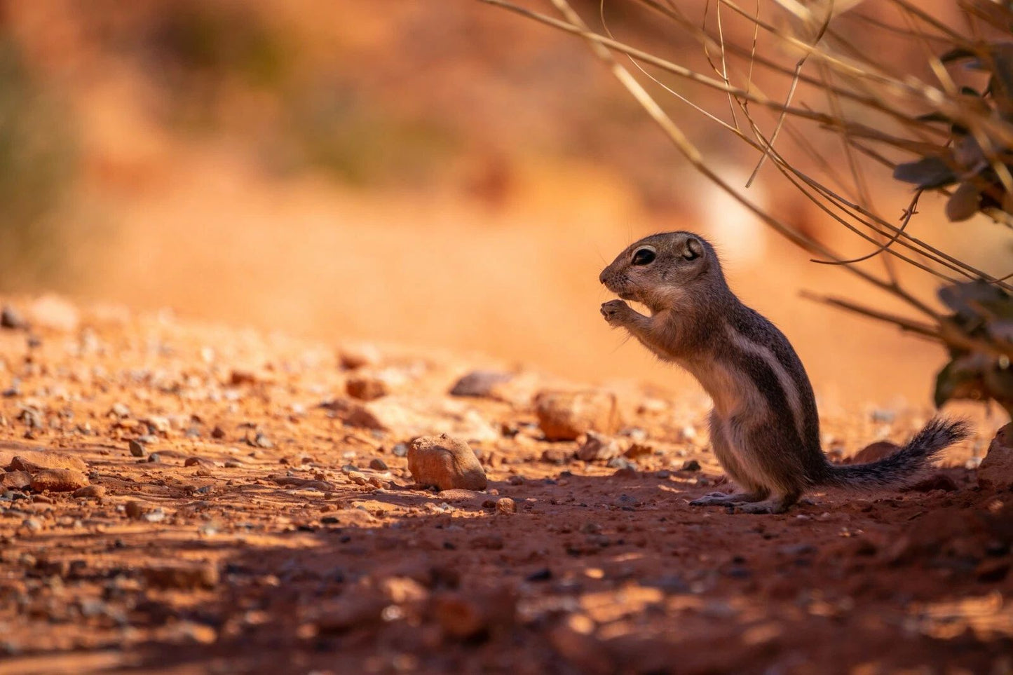 Squirrel Valley Of Fire Desert Utah Nevada Poster Print 300 PCS Jigsaw Puzzle
