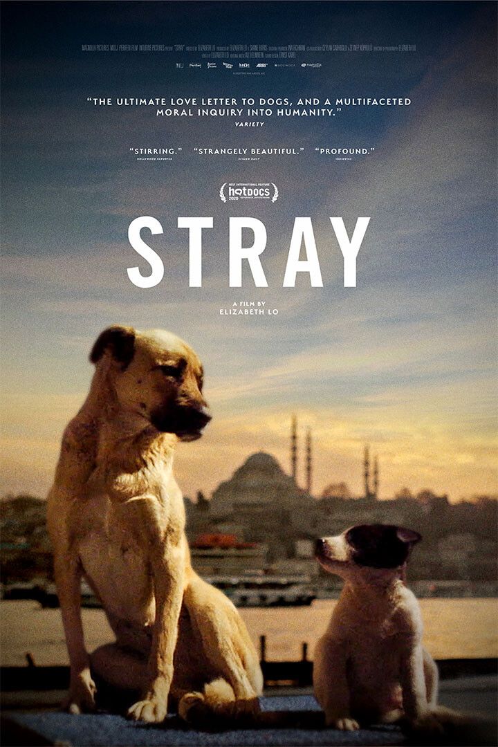 Stray Movie 2021 Documentary Animals Life Print Jigsaw Puzzle