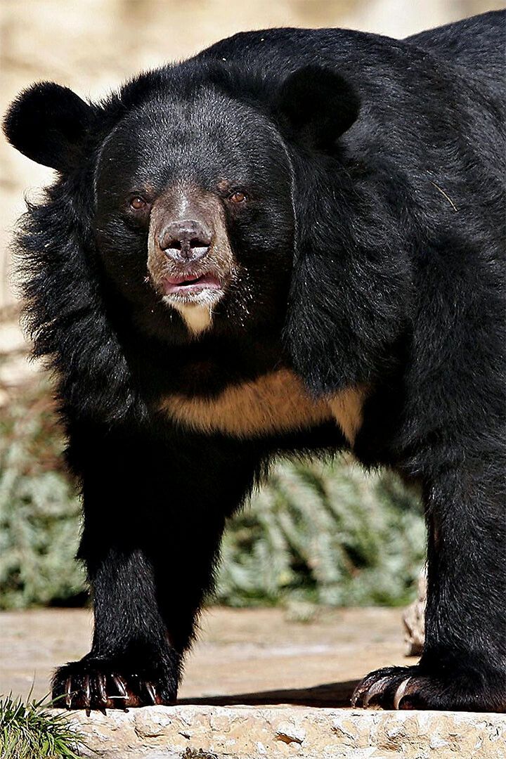Sun Bear Animal Dangerous Painting Print Jigsaw Puzzle