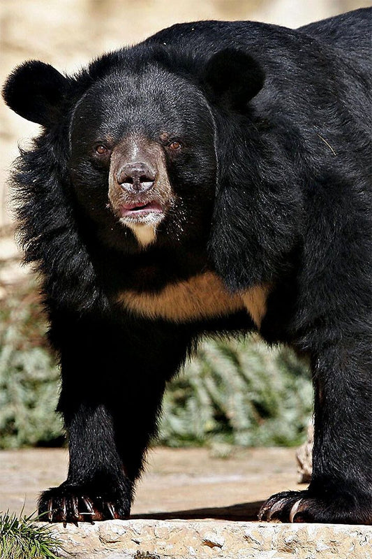 Sun Bear Animal Dangerous Painting Print Jigsaw Puzzle