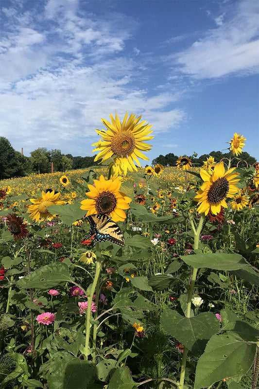 Sunflower Field Landscape Jigsaw Puzzlegraph Print Jigsaw Puzzle