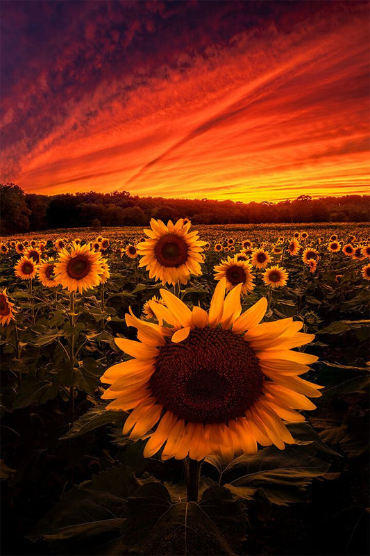 Sunflowers Picture Painting Print Jigsaw Puzzle