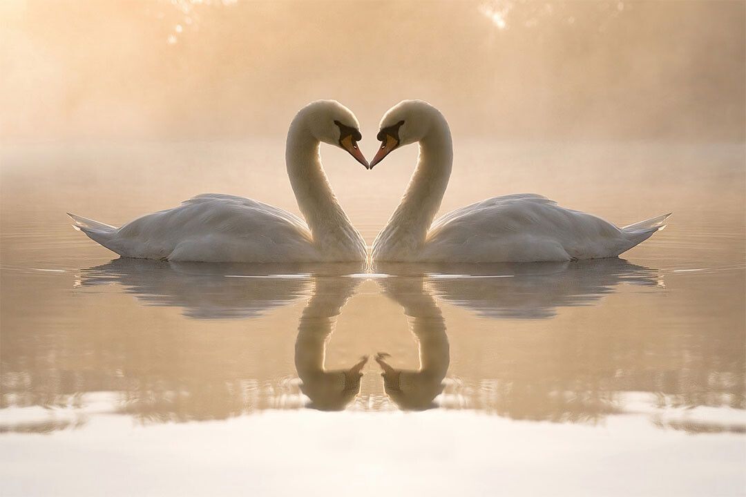 Swans Couple Heart Cute Bird Animals On Water Wall Home Decor Jigsaw Puzzle