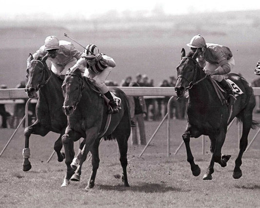 Tap On Wood Photo Horse Racing Picture Jockey Steve Cauthen
