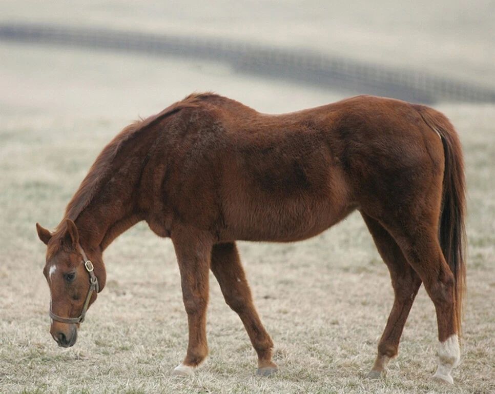 Terlingua Photo Horse Racing Picture